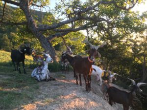 Les Roves dans les Baronnies