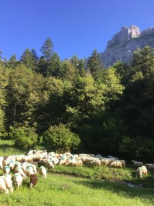 Transhumance dans le Béarn