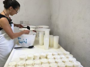 Cécile et ses petits lactiques des Baronnies