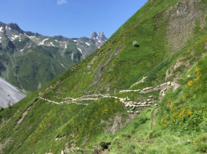 Transhumance dans le Béarn