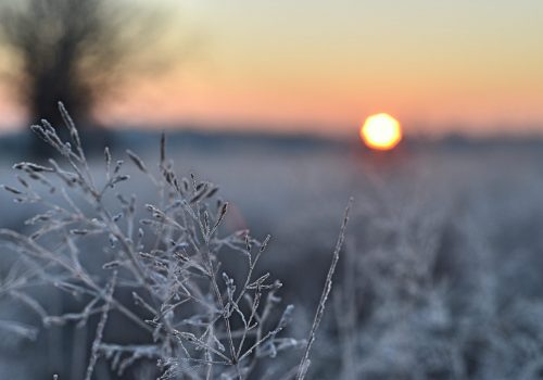 Un 26 décembre 2019....à la fraîche pour la traite!