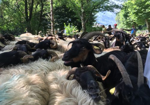 Transhumance béarnaise